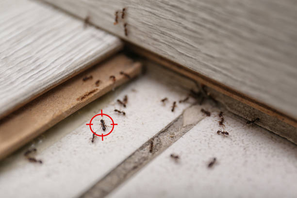 Best Pest Prevention Services  in South Gull Lake, MI
