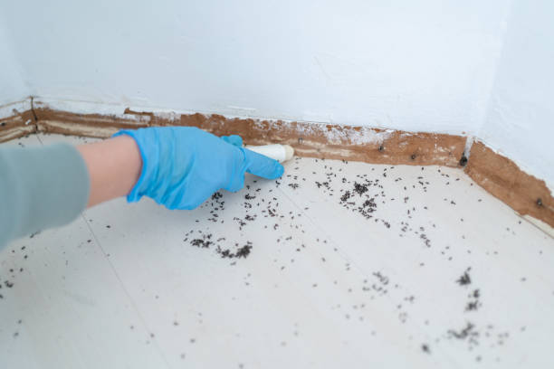 Best Best Pest Control Companies  in South Gull Lake, MI